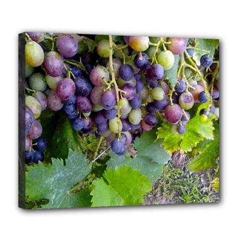 Grapes 2 Deluxe Canvas 24  X 20   by trendistuff