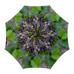 Grapes 2 Golf Umbrellas by trendistuff