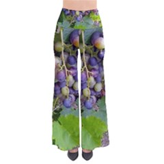 Grapes 2 Pants by trendistuff