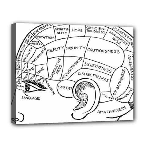 Brain Chart Diagram Face Fringe Canvas 14  X 11  by Nexatart