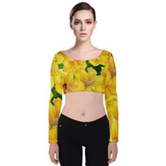 Springs First Arrivals Velvet Crop Top