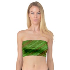 Stripes Course Texture Background Bandeau Top by Sapixe