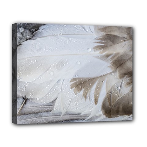 Feather Brown Gray White Natural Photography Elegant Deluxe Canvas 20  X 16   by yoursparklingshop