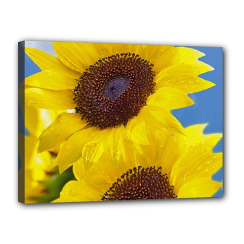 Sunflower Floral Yellow Blue Sky Flowers Photography Canvas 16  X 12  by yoursparklingshop