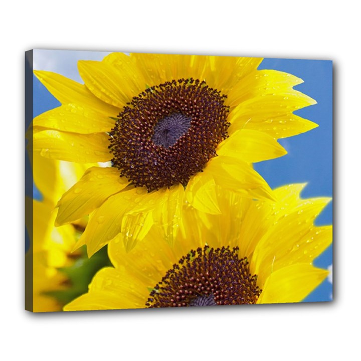 Sunflower Floral Yellow Blue Sky Flowers Photography Canvas 20  x 16 