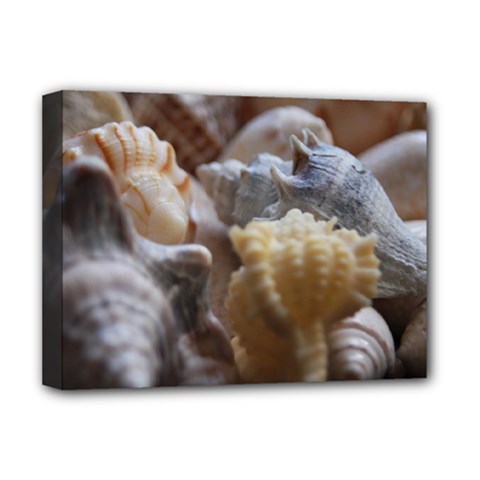 Seashells Deluxe Canvas 16  X 12   by StarvingArtisan