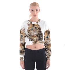 Kitten Mammal Animal Young Cat Cropped Sweatshirt