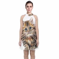 Kitten Mammal Animal Young Cat Velvet Halter Neckline Dress 