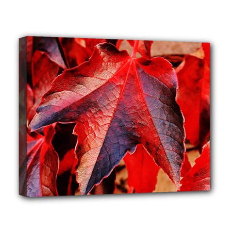 Wine Partner Wild Vine Leaves Plant Deluxe Canvas 20  X 16   by Sapixe