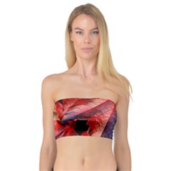 Wine Partner Wild Vine Leaves Plant Bandeau Top by Sapixe