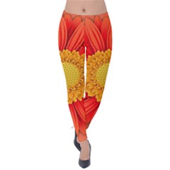 Flower Plant Petal Summer Color Velvet Leggings by Sapixe