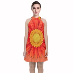 Flower Plant Petal Summer Color Velvet Halter Neckline Dress  by Sapixe