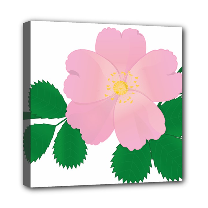 Rose Flower Briar Pink Flowers Mini Canvas 8  x 8 