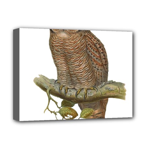 Bird Owl Animal Vintage Isolated Deluxe Canvas 16  X 12   by Sapixe