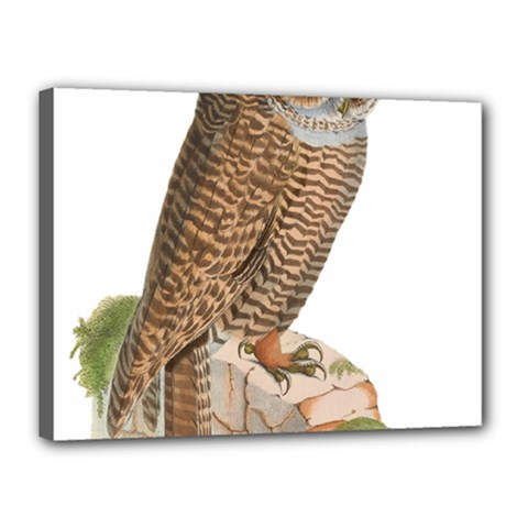 Bird Owl Animal Vintage Isolated Canvas 16  X 12  by Sapixe