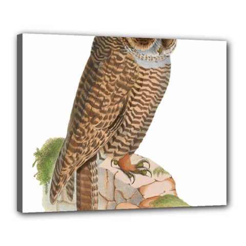 Bird Owl Animal Vintage Isolated Canvas 20  X 16  by Sapixe