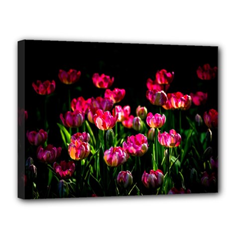 Pink Tulips Dark Background Canvas 16  X 12  by FunnyCow