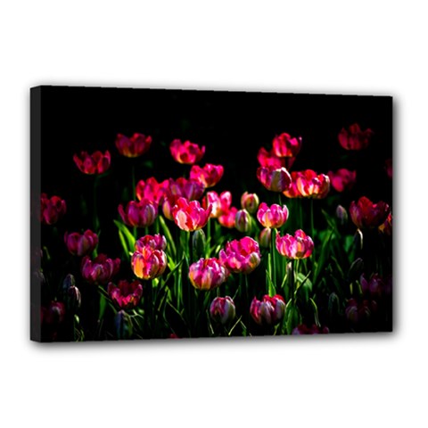 Pink Tulips Dark Background Canvas 18  X 12  by FunnyCow