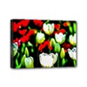 White And Red Sunlit Tulips Mini Canvas 7  x 5  View1