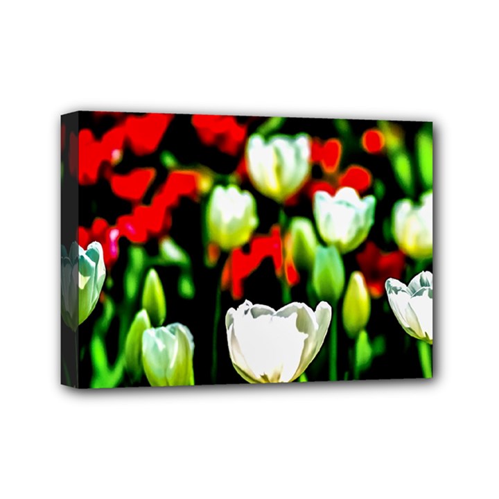 White And Red Sunlit Tulips Mini Canvas 7  x 5 