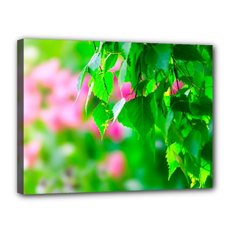 Green Birch Leaves, Pink Flowers Canvas 16  x 12 