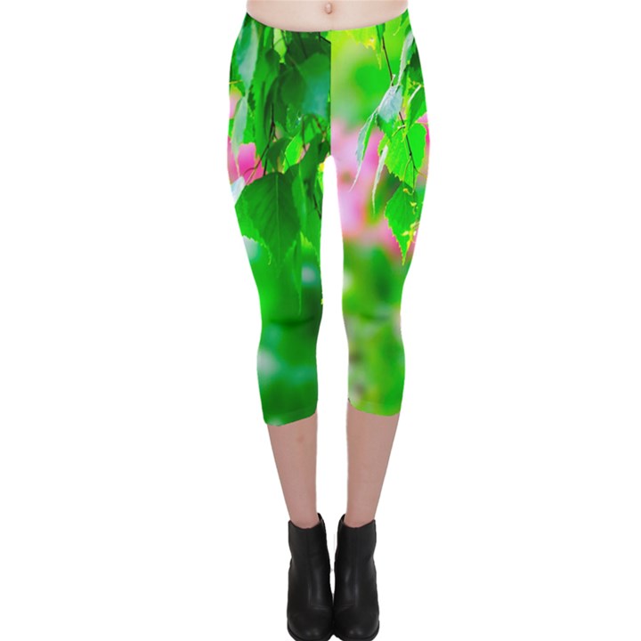 Green Birch Leaves, Pink Flowers Capri Leggings 