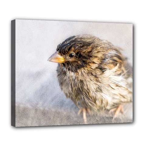 Funny Wet Sparrow Bird Deluxe Canvas 24  X 20   by FunnyCow