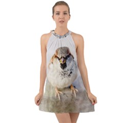 Do Not Mess With Sparrows Halter Tie Back Chiffon Dress by FunnyCow