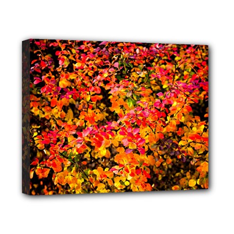 Orange, Yellow Cotoneaster Leaves In Autumn Canvas 10  X 8  by FunnyCow