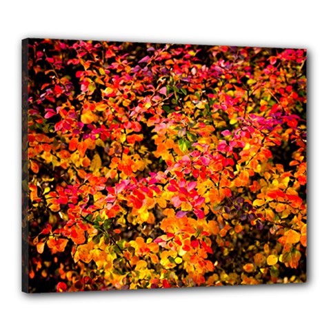 Orange, Yellow Cotoneaster Leaves In Autumn Canvas 24  X 20  by FunnyCow