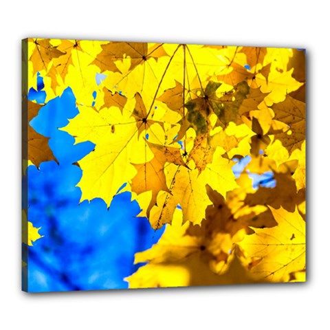 Yellow Maple Leaves Canvas 24  X 20  by FunnyCow