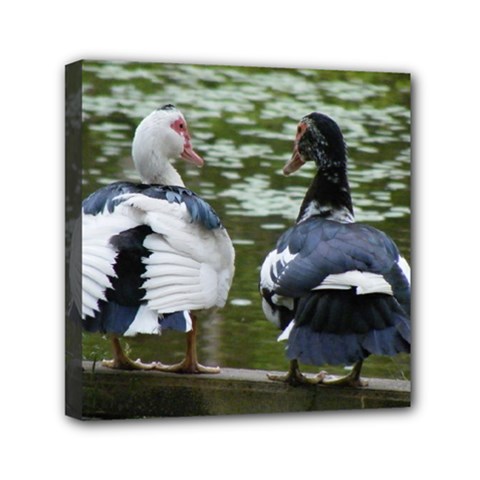 Muscovy Ducks At The Pond Mini Canvas 6  X 6  by IIPhotographyAndDesigns