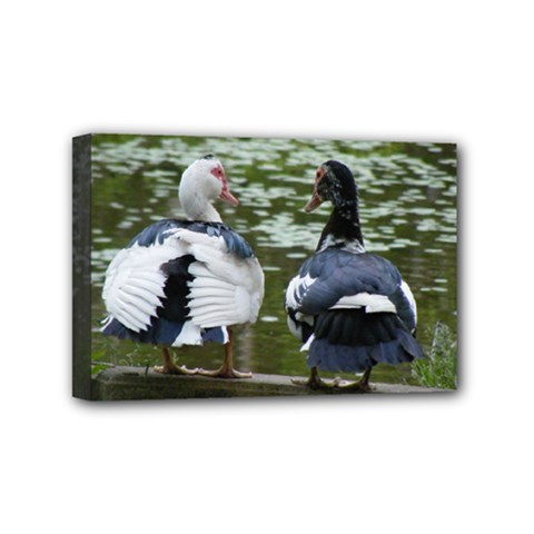 Muscovy Ducks At The Pond Mini Canvas 6  X 4 