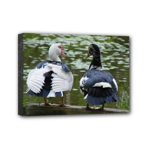 Muscovy Ducks At The Pond Mini Canvas 7  X 5 