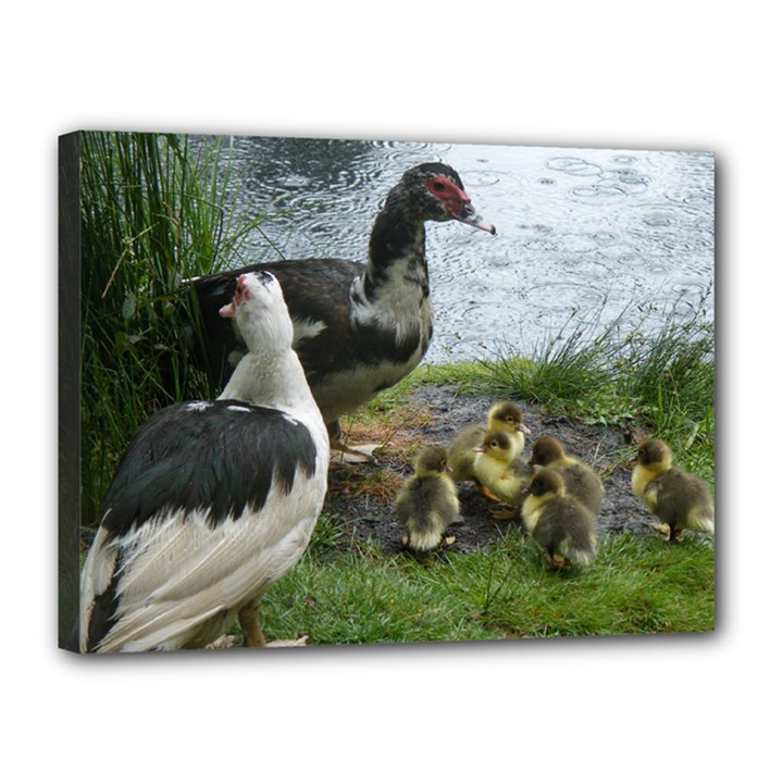 Muscovy Family Canvas 16  x 12 