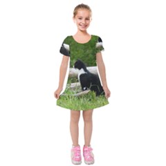 Farm Cat Kids  Short Sleeve Velvet Dress by IIPhotographyAndDesigns