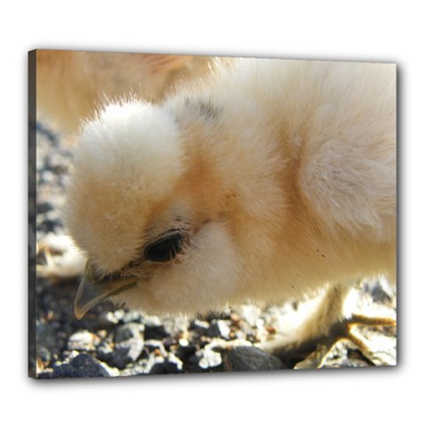 Silkie Chick  Canvas 24  X 20 