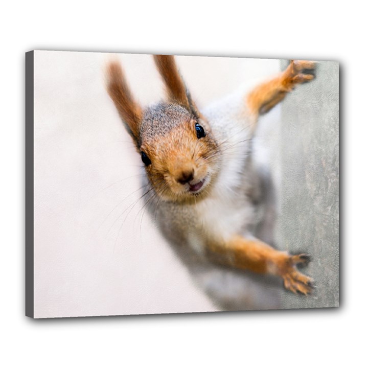 Curious Squirrel Canvas 20  x 16 