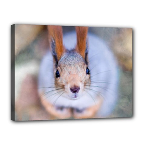 Squirrel Looks At You Canvas 16  X 12  by FunnyCow