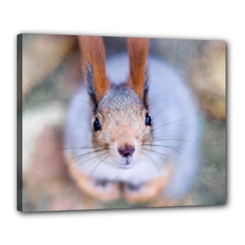 Squirrel Looks At You Canvas 20  X 16  by FunnyCow