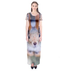 Squirrel Looks At You Short Sleeve Maxi Dress