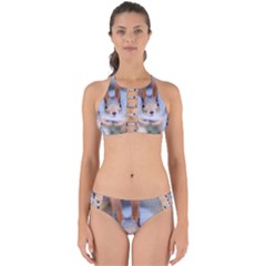 Squirrel Looks At You Perfectly Cut Out Bikini Set