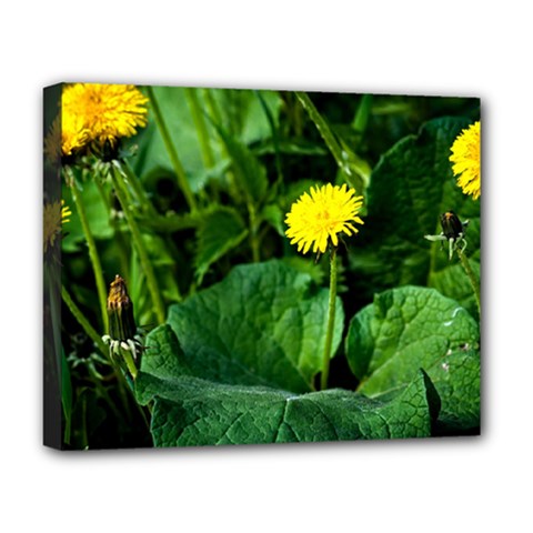 Yellow Dandelion Flowers In Spring Deluxe Canvas 20  X 16   by FunnyCow