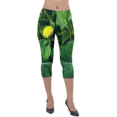 Yellow Dandelion Flowers In Spring Lightweight Velour Capri Leggings  by FunnyCow