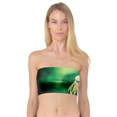 Dandelion Flower Green Chief Bandeau Top by FunnyCow