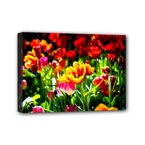 Colorful Tulips On A Sunny Day Mini Canvas 7  X 5  by FunnyCow