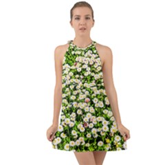 Green Field Of White Daisy Flowers Halter Tie Back Chiffon Dress by FunnyCow