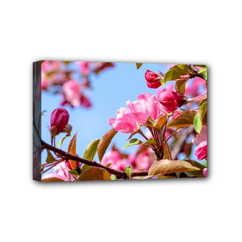 Crab Apple Blossoms Mini Canvas 6  X 4  by FunnyCow