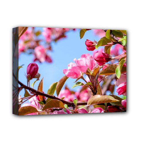 Crab Apple Blossoms Deluxe Canvas 16  X 12   by FunnyCow