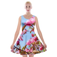 Crab Apple Blossoms Velvet Skater Dress by FunnyCow